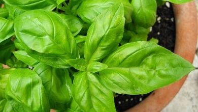 Photo of Basil, como cultivar esta planta aromática e medicinal