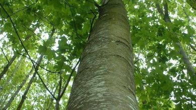 Photo of Alberi di alto fusto nomi