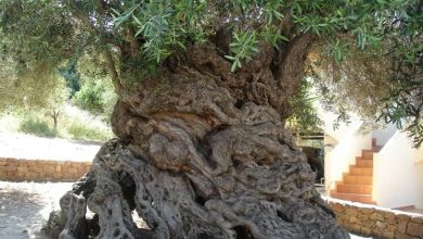 Photo of Alberi monumentali