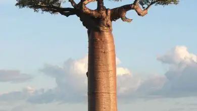 Photo of Albero baobab