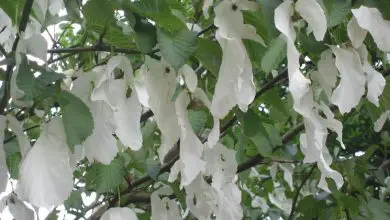 Photo of Árvore de lenços