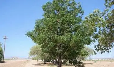 Photo of Árvore do rosário