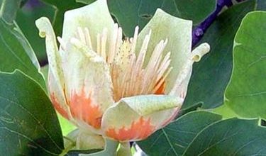 Photo of Árvore de tulipa – Liriodendron tulipifera