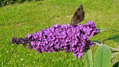 Photo of Albero delle farfalle