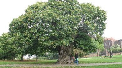 Photo of Albero di castagno