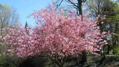Photo of Albero di magnolia