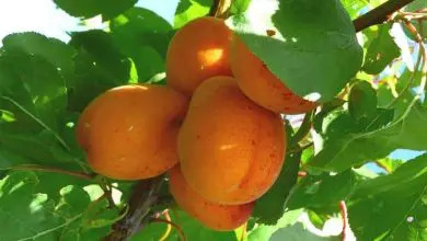 Photo of Albicocco – Prunus armeniaca