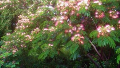 Photo of Albizia julibrissin