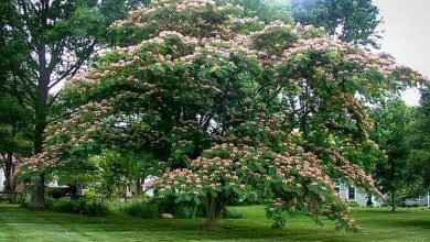 Photo of Albizia