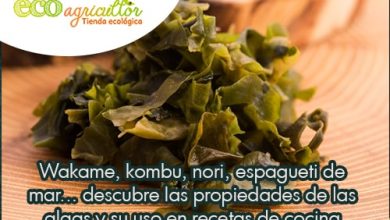 Photo of Wakame, kombu, nori, Espaguete do mar … descubra como algas e propriedades das EM Seu Receitas uso culinário