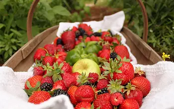 Photo of Organic Food: Saudáveis ​​MAIS, mais e Mais Sustentáveis ​​nutritiva, com hum Relatório concordou do Parlamento Europeu fazer.