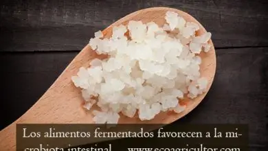 Photo of alimentos fermentados: ou e São como PODEM melhorar um SUA Saúde