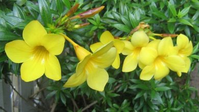 Photo of Allamanda