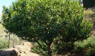 Photo of Laurel – Laurus nobilis