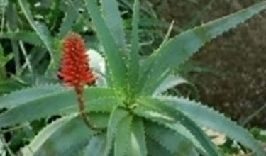 Photo of Aloe arborescens