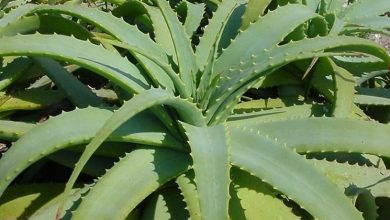 Photo of Cultivo de aloe arborescens