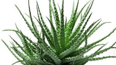 Photo of Aloe barbadensis