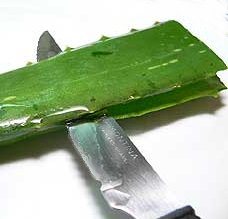 Photo of Como gel de Aloe Vera é feita, sabão e outras preparações terapêuticas caseiros