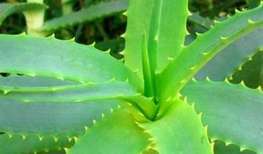 Photo of Aloe psoríase