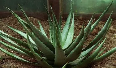 Photo of Aloe ferox
