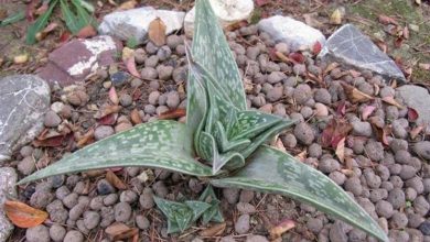 Photo of Aloe variegado