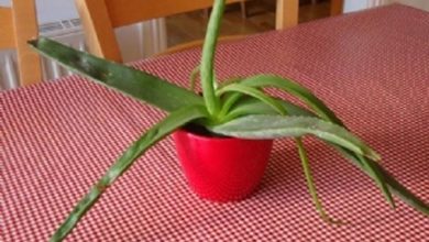 Photo of Cultivo de aloe vera