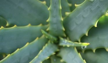 Photo of Aloe vera para perda de peso