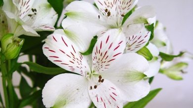 Photo of Alstroemeria