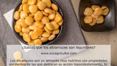 Photo of Tremoços Tremoços OU: propriedades e benefícios para a Saúde legume Desta