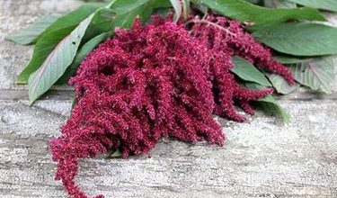 Photo of Amaranthus