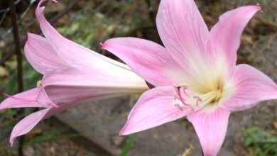 Photo of Amaryllis belladonna