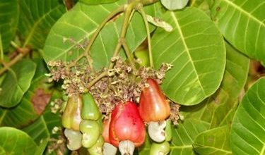 Photo of Caju – Anacardium Ovest