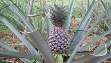 Photo of Ananas