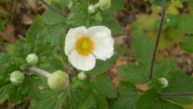 Photo of Anemone japonica