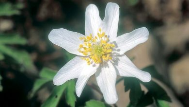 Photo of Anemone nemorosa