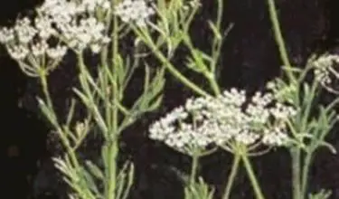 Photo of Anis verde – Pimpinella anisum
