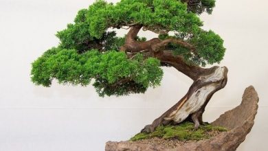 Photo of Bonsai aquático