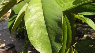 Photo of Anona – Annona cherimola