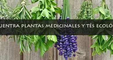 Photo of plantas Medicinais para intestinais problemas como cólicas, gases, Prisão de Ventre, etc.