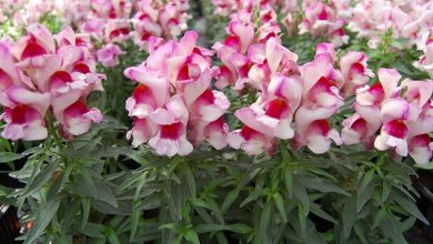 Photo of Antirrhinum