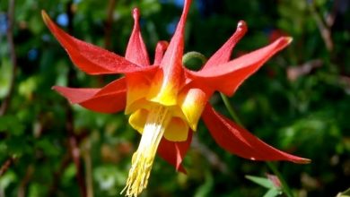 Photo of Aquilegia