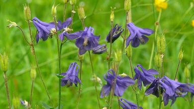 Photo of Aquilegia