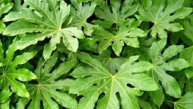 Photo of Aralia