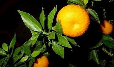 Photo of Laranja doce – Citrus sinensis