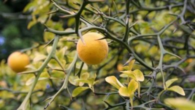 Photo of Laranja trifoliata – Poncirus trifoliata