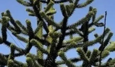 Photo of Araucaria do Chile