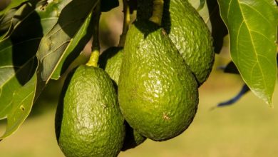 Photo of Como crescer o abacate (Palta ou Palto): Complete Guide