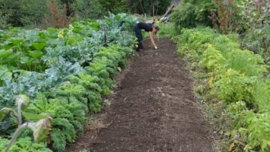 Photo of Ecological Garden Home: O que é necessário para começar a crescer