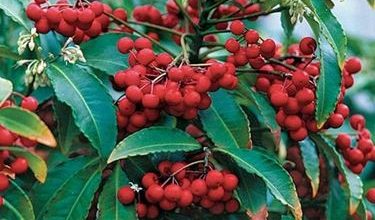 Photo of Ardisia