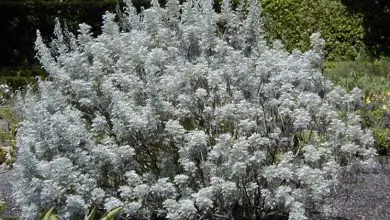 Photo of Artemisia arborescens